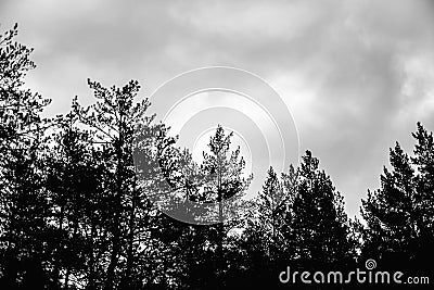 Dark sky with clouds and the tops of pine trees in the forest Stock Photo