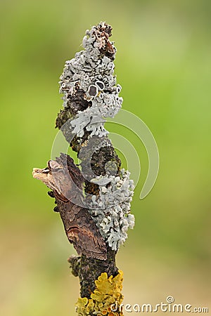 Dark SpectacleAbrostola triplasia Stock Photo