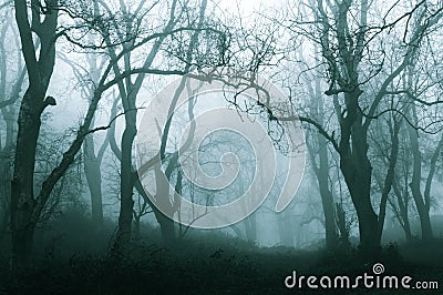 A dark, spooky forest on a cold foggy winters day. With a muted, blue edit Stock Photo