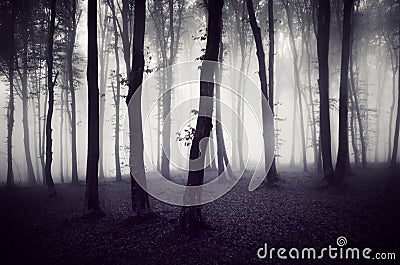 Dark spooky forest on Halloween Stock Photo