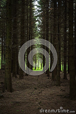 Dark spruce forest in Scandinavia Stock Photo