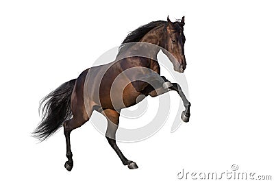 Horse rearing up isolated Stock Photo