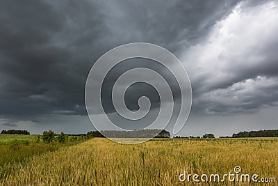 Dark stormy clouds over corn field at summer Stock Photo