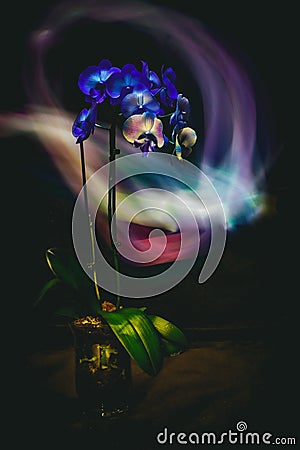 Dark studio photo, orchid beautifully lit with lines of light, long exposure. Stock Photo