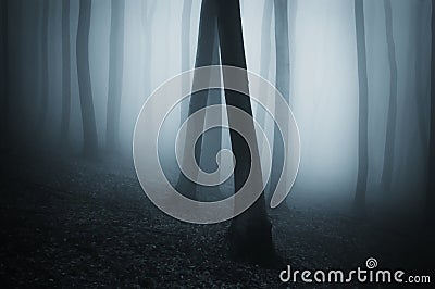 Dark surreal forest with fog Stock Photo