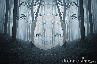 Dark symmetrical creepy forest with fog in late autumn Stock Photo