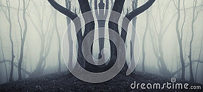 Dark symmetrical forest with strange huge tree and mysterious fog Stock Photo