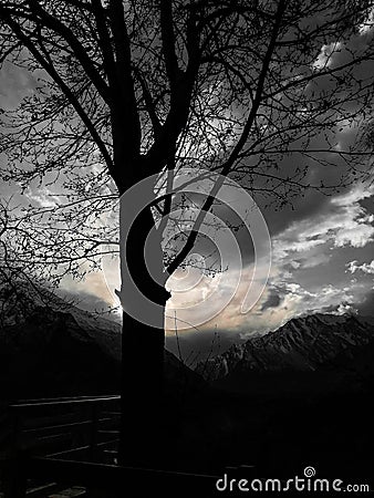 Dark Theme Tree Stock Photo