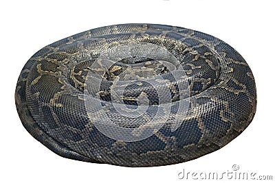 Dark tiger python (Python molurus bivittatus) it is isolated on Stock Photo