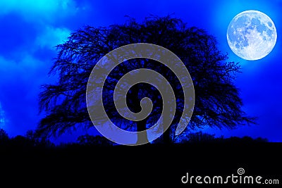 Dark tree silhouette with a glowing full moon Stock Photo