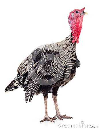 Dark turkey isolated Stock Photo