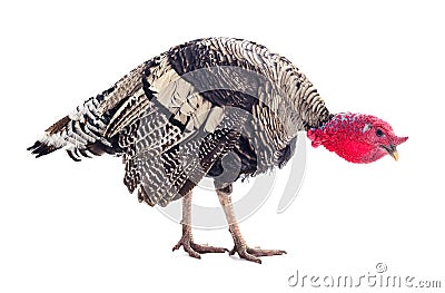 Dark turkey isolated Stock Photo