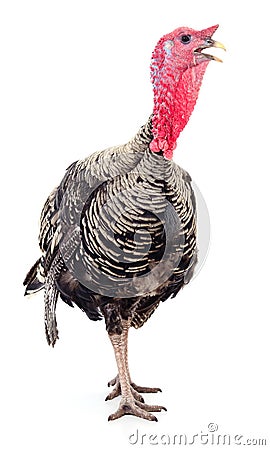 Dark turkey isolated Stock Photo
