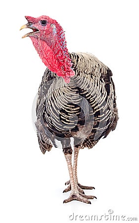 Dark turkey isolated Stock Photo