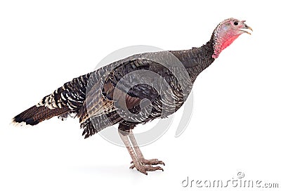 Dark turkey isolated Stock Photo