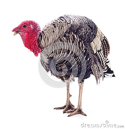 Dark turkey isolated Stock Photo