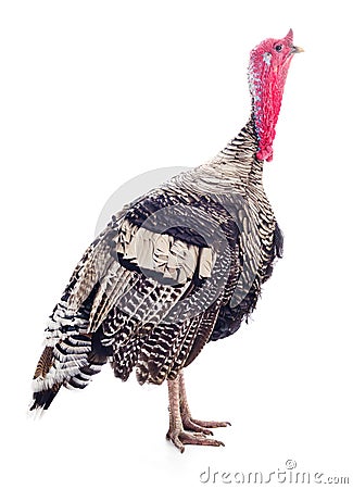 Dark turkey isolated Stock Photo