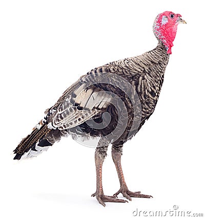 Dark turkey isolated Stock Photo