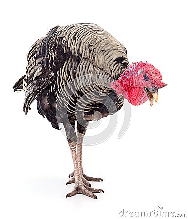 Dark turkey isolated Stock Photo