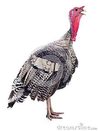 Dark turkey isolated Stock Photo