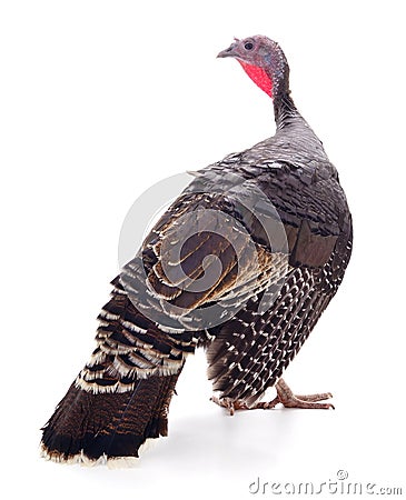 Dark turkey on white. Stock Photo