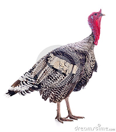 Dark turkey on white. Stock Photo