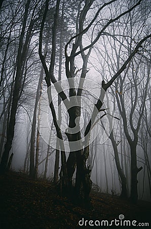 Dark twisted tree in Halloween forest Stock Photo