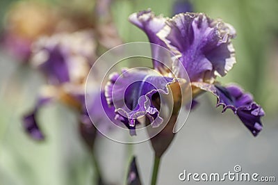Dark violet colored illuminata flower of Tall Bearded Iris Lip Service Stock Photo