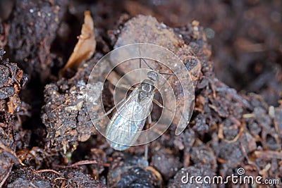 Adult of Dark-winged fungus gnat, Sciaridae on the soil. These are common pests that damage plant roots, are common pests of ornam Stock Photo