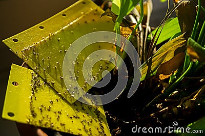 Dark-winged fungus gnats - yellow sticky trap Stock Photo