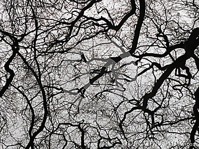 Dark winter trees and stark bare branches in silhouette Stock Photo