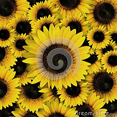 Dark yellow Sunflower petals Stock Photo