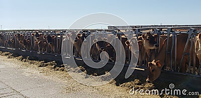 Darker Jersey Cows Looking in Feedlane Stock Photo