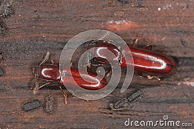 Darkling Beetle (Corticeus unicolor, Hypophloeus unicolor, Hypophloeus castaneus), beetles on wood Stock Photo