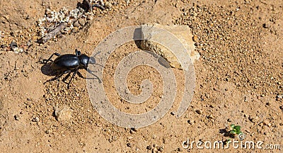 Darkling Beetle Stock Photo