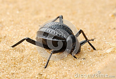 Darkling beetle on the sand Stock Photo