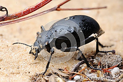 Darkling beetle on the sand Stock Photo