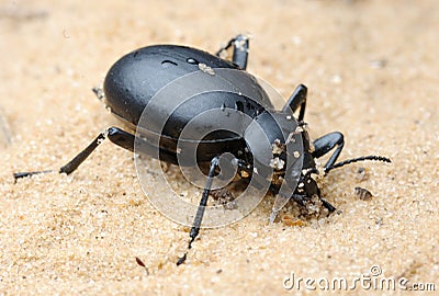 Darkling beetle on the sand Stock Photo