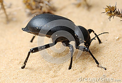 Darkling beetle on the sand Stock Photo