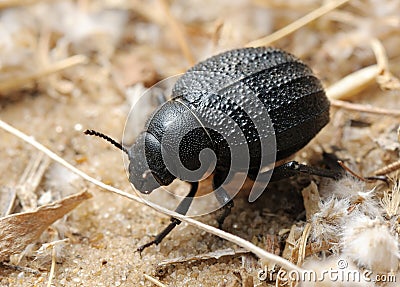 Darkling beetle on the sand Stock Photo