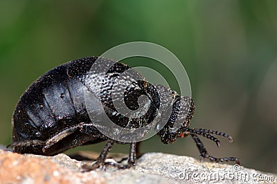 Darkling beetle Stock Photo