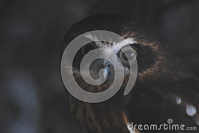 BIRDS- Australia- Extreme Close Up of a Wild Boobook Owl Stock Photo