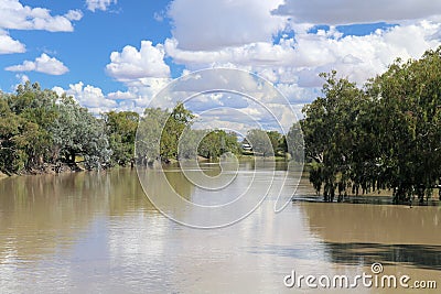 The Darling River in Flood at Bourke. Riverbank lined with gum trees Stock Photo