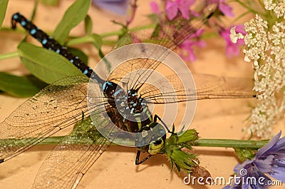 Darner Dragonfly rests on wildflowers in FingerLakes NYS Stock Photo