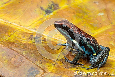 Dart frog Ameerega bilinguis a small dendrobatidae Stock Photo