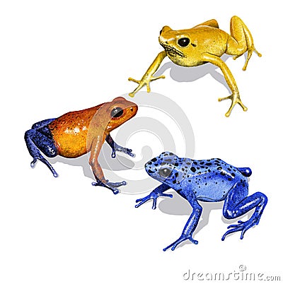 Dart frog Cartoon Illustration