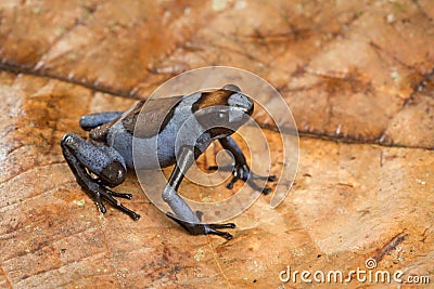 Dart frog Oophaga histrionica Stock Photo