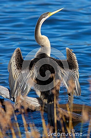 Darter Stock Photo