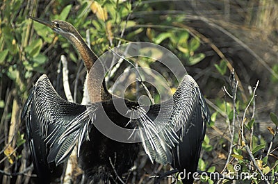 Darter, Anhinga melanogaster Stock Photo