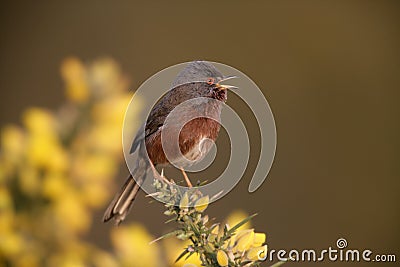 Dartford warbler, Sylvia undata, Stock Photo